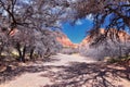 Saddleback Tuacahn desert hiking trail views, Padre Canyon,  Cliffs National Conservation Area Wilderness, Snow Canyon State Park Royalty Free Stock Photo