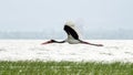 Saddlebill in mid flight Royalty Free Stock Photo