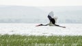 Saddlebill in mid flight