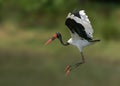 Saddlebill Stork