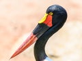 Saddlebill Stork Bird Royalty Free Stock Photo