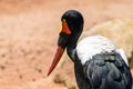 Saddlebill Stork Bird Royalty Free Stock Photo