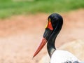 Saddlebill Stork Bird