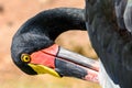 Saddlebill Stork Bird