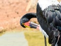 Saddlebill Stork Bird Royalty Free Stock Photo