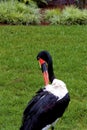 Saddlebill Stork Female 605964