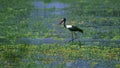 Saddlebill stork in African swamp