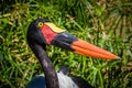 Saddlebill Stork