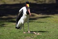 Saddlebilled stork Royalty Free Stock Photo