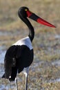 Saddlebilled Stork - Botswana Royalty Free Stock Photo