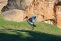 Saddlebilled stork in the grass. Jabiru d`Afrique. Ephippiorhynchus senegalensis, Saddle billed Stork, Afrique du Sud Royalty Free Stock Photo