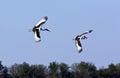 Saddlebilled Storks - Botswana Royalty Free Stock Photo