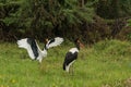 Saddlebills in Hawassa Royalty Free Stock Photo