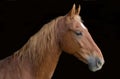 Saddlebred horse Royalty Free Stock Photo