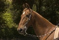 Saddlebred horse Royalty Free Stock Photo