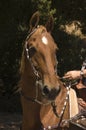 Saddlebred horse Royalty Free Stock Photo