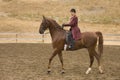 Saddlebred horse Royalty Free Stock Photo