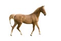 Saddlebred horse on white Royalty Free Stock Photo