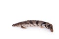 Saddled bichir on white background