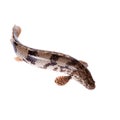 Saddled bichir on white background