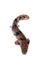 Saddled bichir on white background Royalty Free Stock Photo