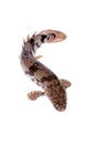 Saddled bichir on white background