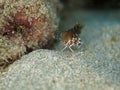 Saddled blenny, Malacoctenus triangulatus. CuraÃÂ§ao, Lesser Antilles, Caribbean