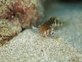 Saddled blenny, Malacoctenus triangulatus. CuraÃÂ§ao, Lesser Antilles, Caribbean