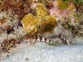 Saddled blenny, Malacoctenus triangulatus. CuraÃÂ§ao, Lesser Antilles, Caribbean