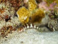 Saddled blenny, Malacoctenus triangulatus. CuraÃÂ§ao, Lesser Antilles, Caribbean