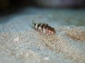 Saddled blenny, Malacoctenus triangulatus. CuraÃÂ§ao, Lesser Antilles, Caribbean