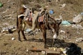 Saddled burrow in a city dump