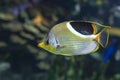 A Saddled Butterflyfish, Chaetodon ephippium - coral fish, Royalty Free Stock Photo