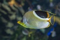 A Saddled Butterflyfish, Chaetodon ephippium - coral fish, Royalty Free Stock Photo