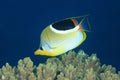 Saddled Butterflyfish, Chaetodon ephippium Royalty Free Stock Photo