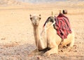Saddled camel in desert in Marsa Alam Royalty Free Stock Photo