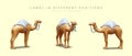 Saddled camel in different positions. Pack animal of desert