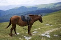 Saddled chestnut horse Royalty Free Stock Photo