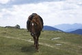 Saddled chestnut horse Royalty Free Stock Photo