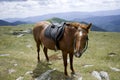 Saddled chestnut horse Royalty Free Stock Photo