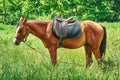 Saddled Chestnut Horse Royalty Free Stock Photo