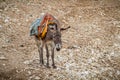 Saddled donkey stands in mountain area, Israel