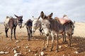 Saddled donkeys in the desert Royalty Free Stock Photo