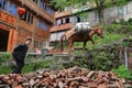 Saddled horse climbs stairs, followed by elderly farmer Asian.