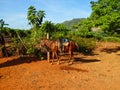 a saddled horse on a field Royalty Free Stock Photo