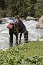 A saddled horse grazes during a break in the valley of Alty-Arashan Royalty Free Stock Photo