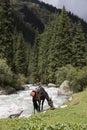 A saddled horse grazes during a break in the valley of Alty-Arashan Royalty Free Stock Photo