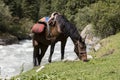 A saddled horse grazes during a break in the valley of Alty-Arashan Royalty Free Stock Photo