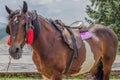 Saddled horse ready for riding Royalty Free Stock Photo