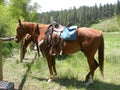 Saddled Horses Royalty Free Stock Photo